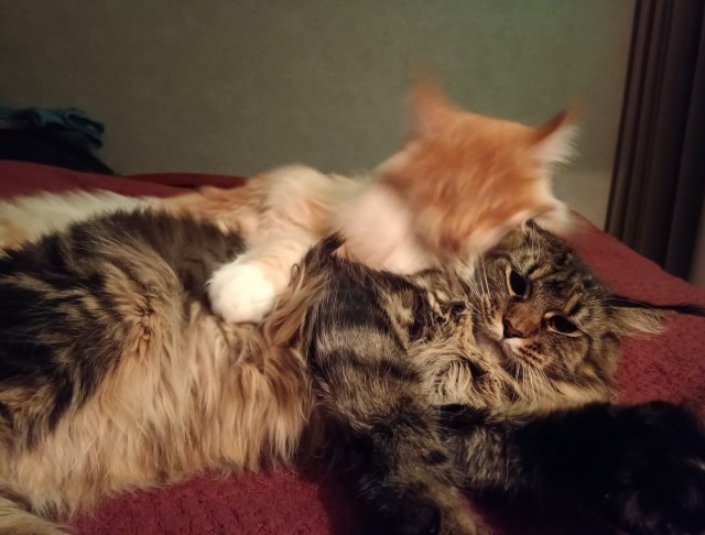 Кошка