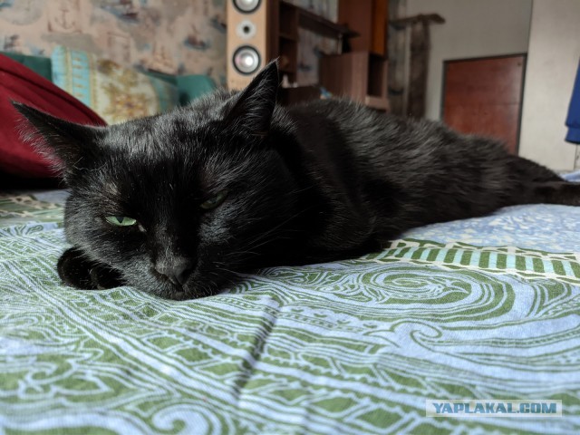 Чёрные коты не такие