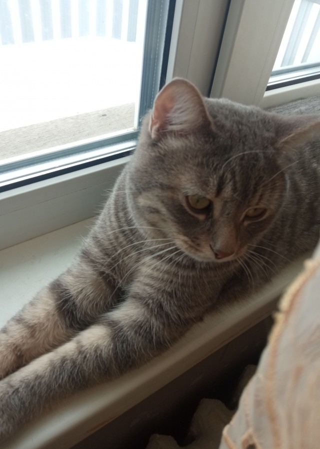 Котовторнику посвящается!
