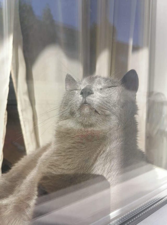 Котовторник