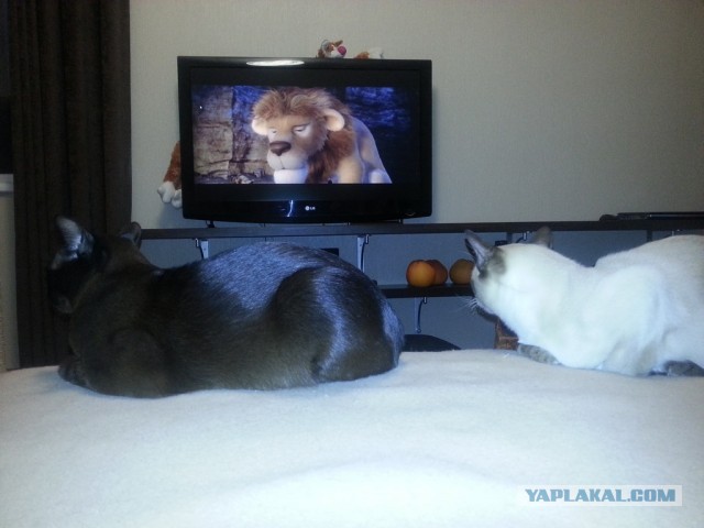 Котовторник 16.04.2013
