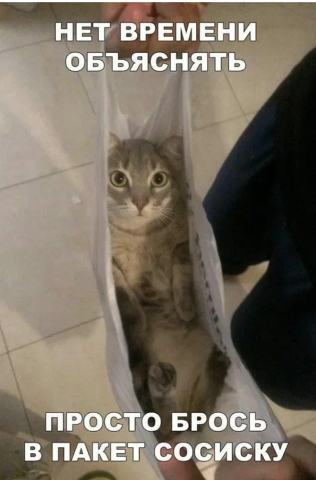 Жизнь домашнего приюта "Котоленд" 431