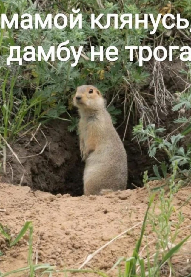 Дамбу прогрызли грызуны