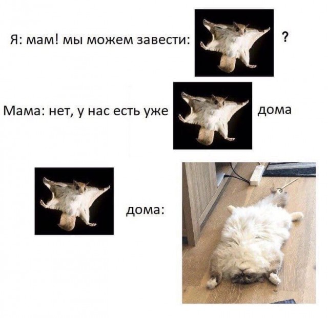 Весёлый полтшок 09.05.24