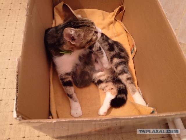 Котовторник