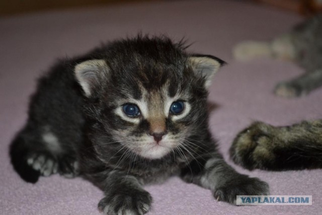 Котовторник 21.05.2013