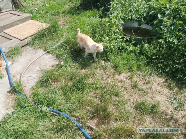 Жизнь домашнего приюта для котеек 503