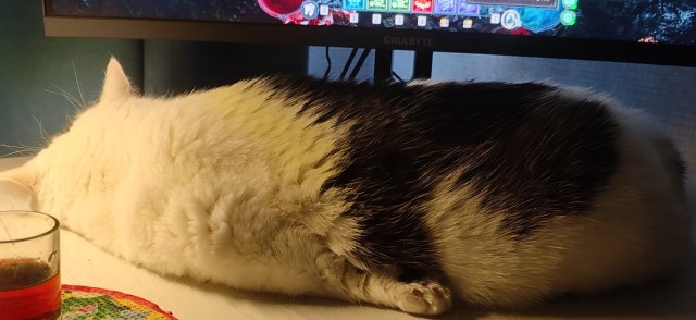 Спящие коты - это что-то с чем-то