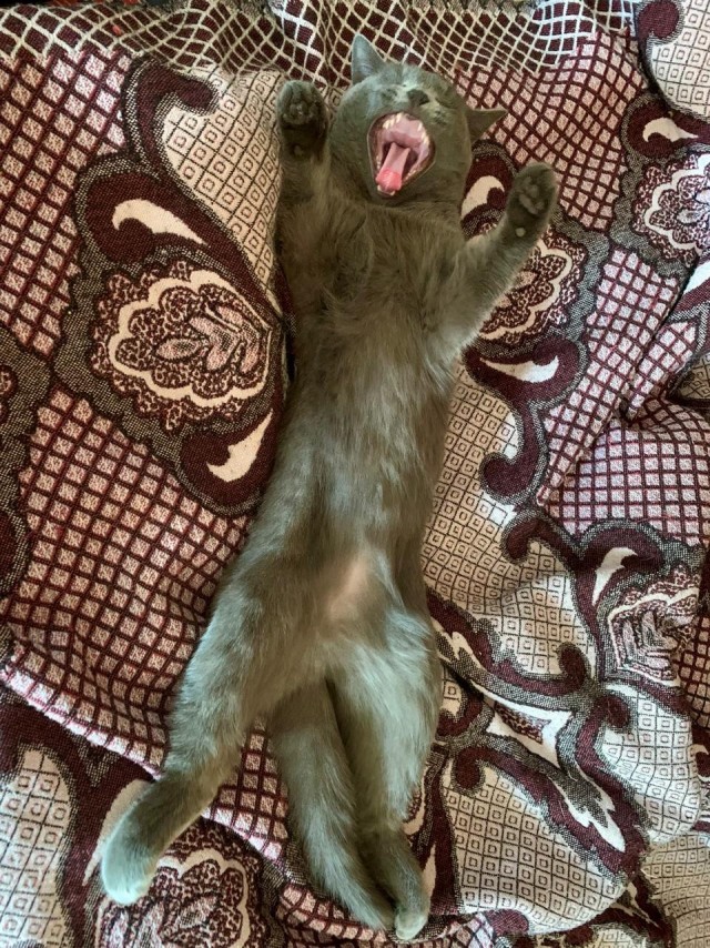 Спящий кот