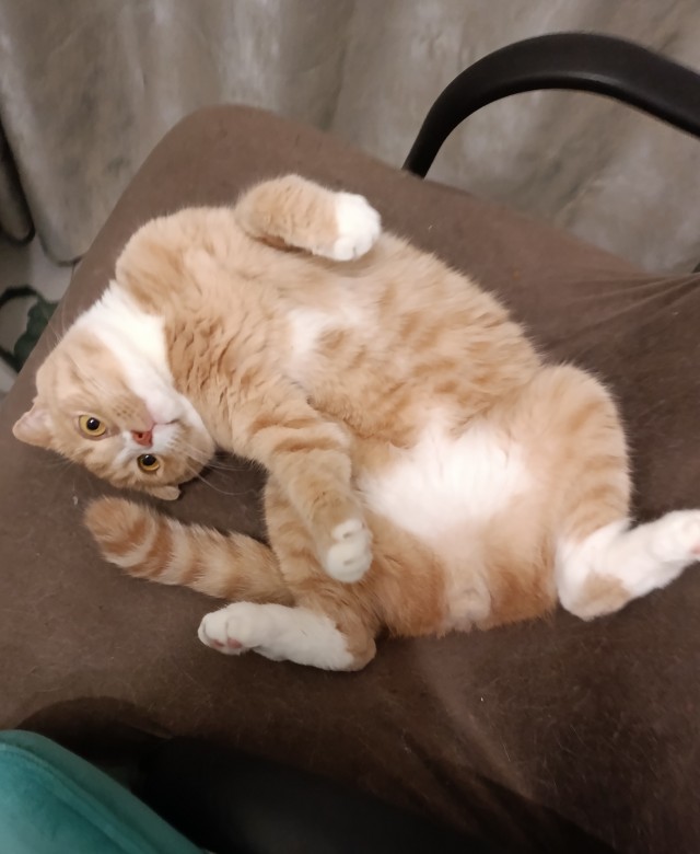 Помогите назвать кота.