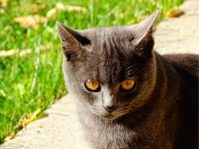 Турецкий кот.