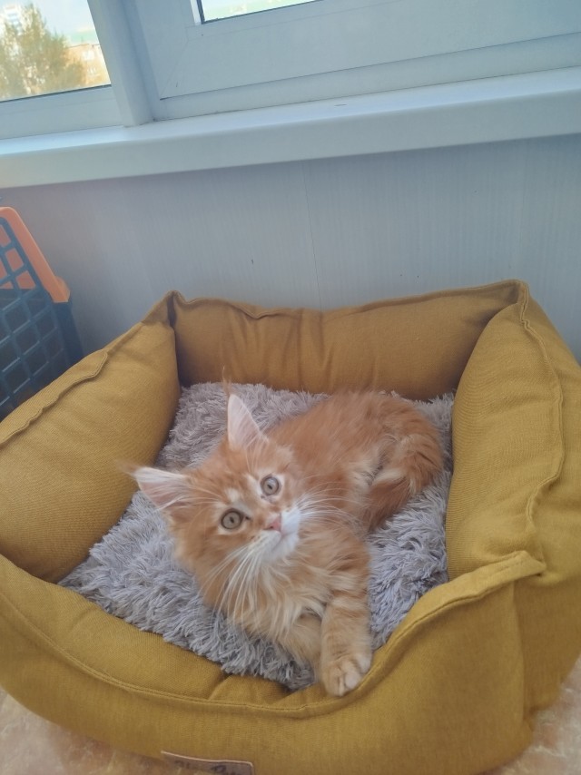 Котовторник. Где коты? Мой вот!