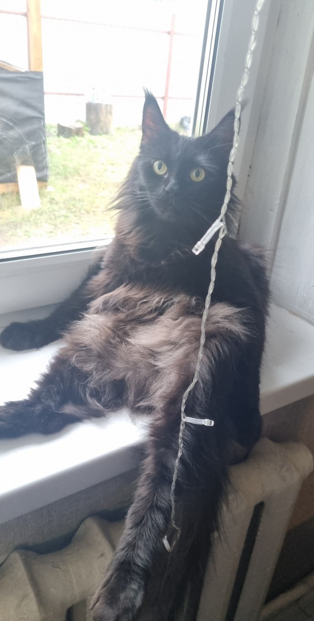 К котовторнику)