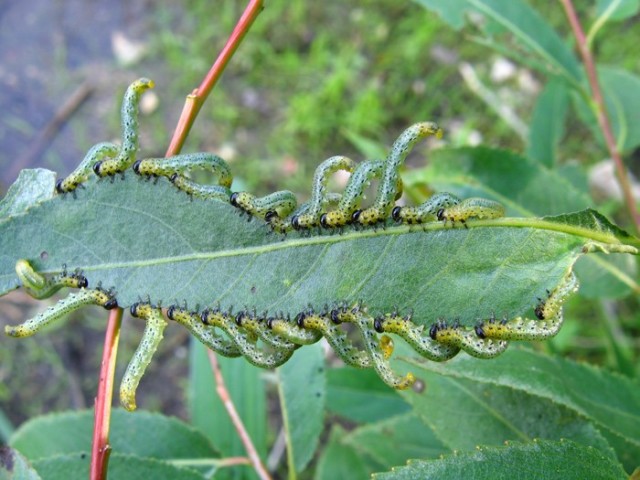 Один из эпизодов массовой работы китайцев