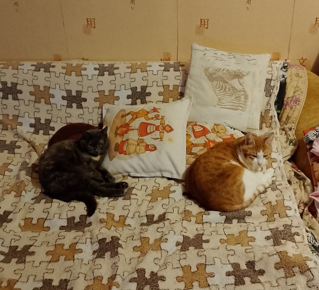 Прошу совет, по кошке