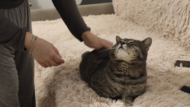 Мой кот