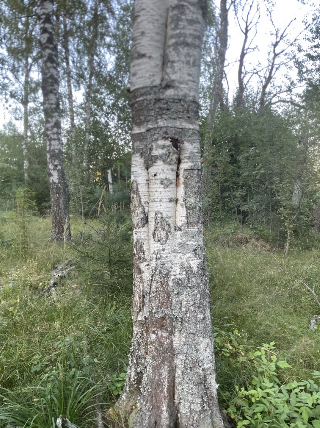 Элитный табурет