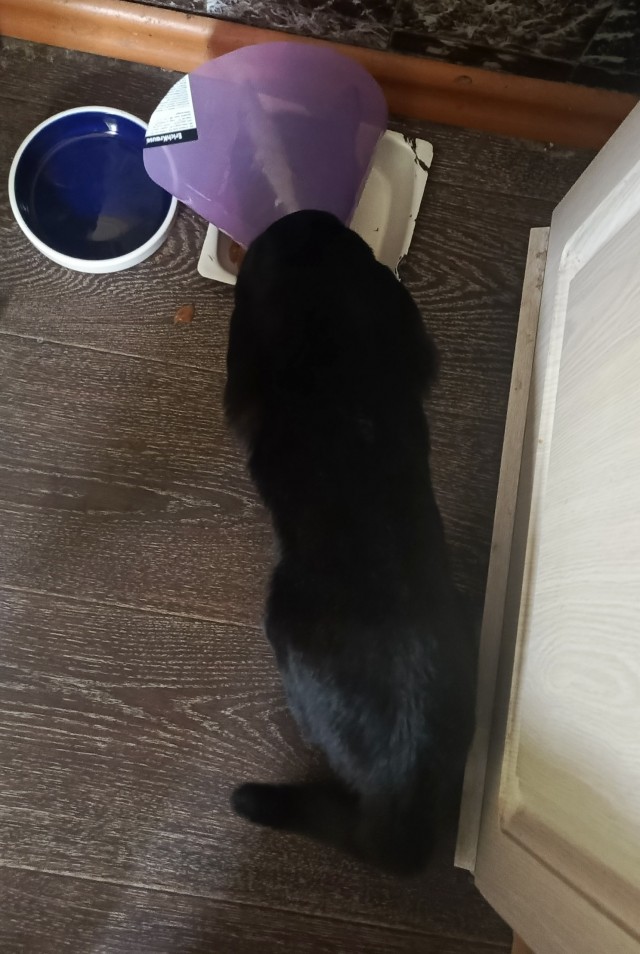 Воротник для кота
