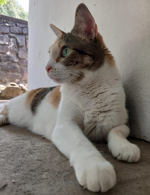 Рандомных фото котов тред
