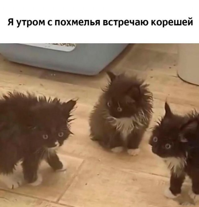 Картинки для деградации 168 (разной степени свежести)