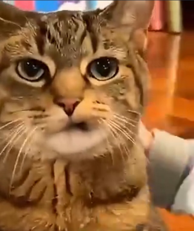 Коты и дети