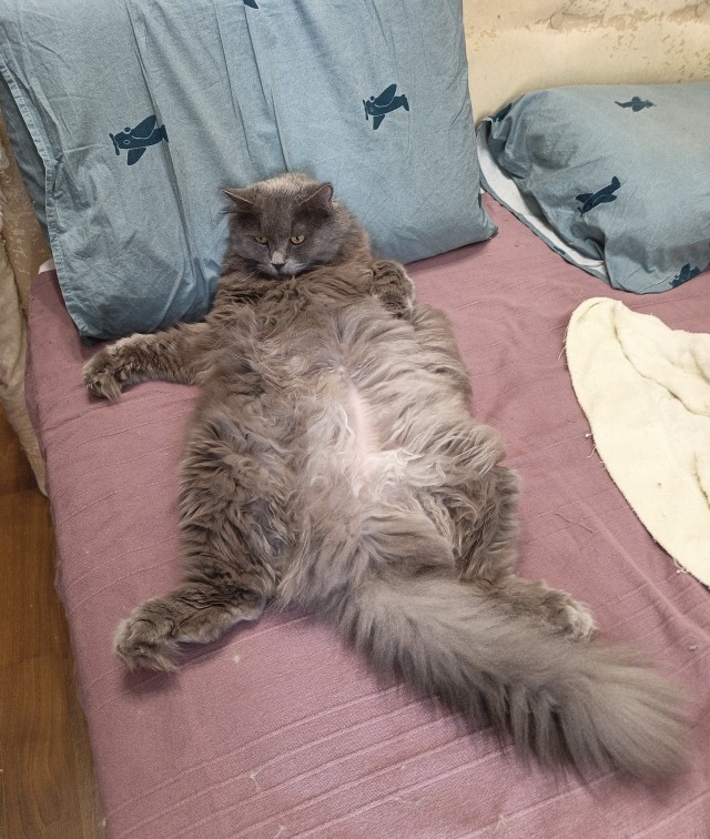 Фотки красивого кота.