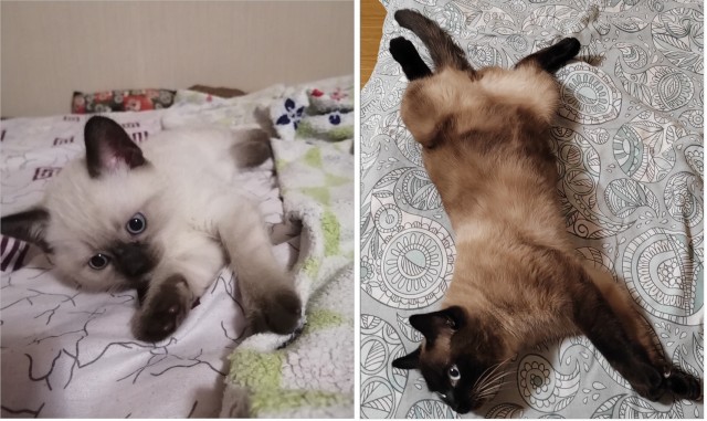 Было — Стало (котовторник)