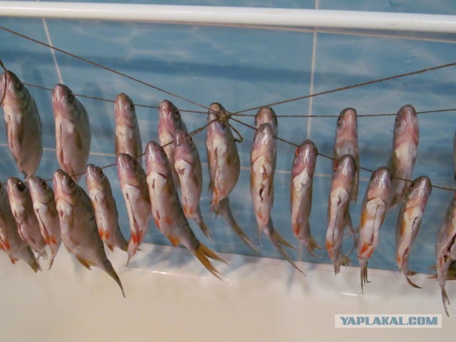 Рыбаки ловили рыбу, а поймали рака