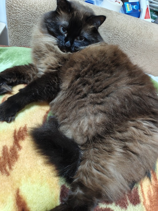 Мой кот