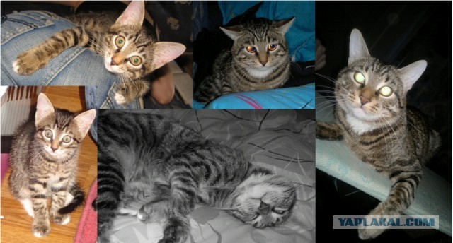 Коты и время