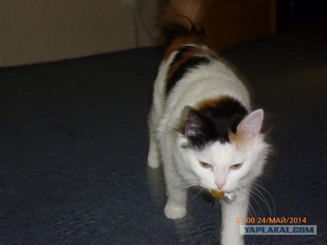 Котовторник 27.5.2014