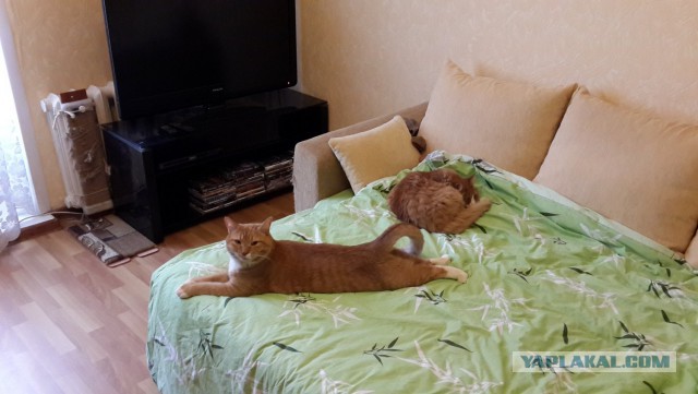 Котовторник  08.07.2014