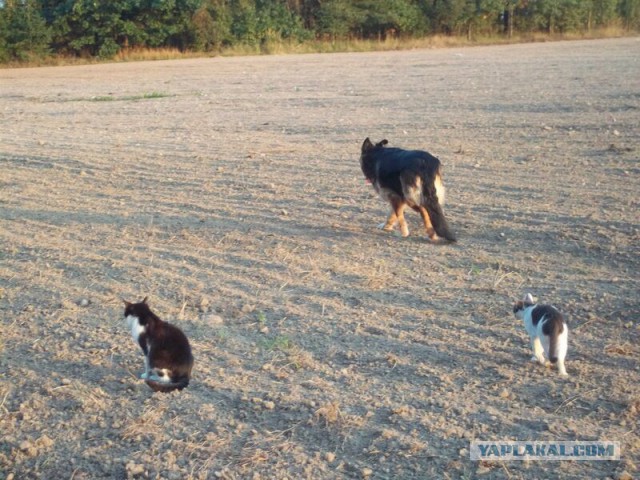 Жизнь домашнего приюта для котеек 27