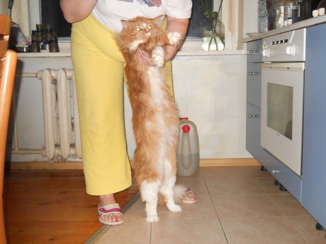 Котовторник 30.09.2014