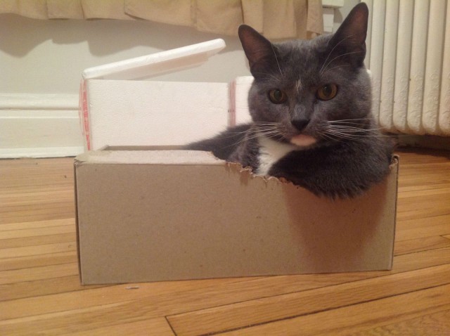 Котовторник 2.12.14