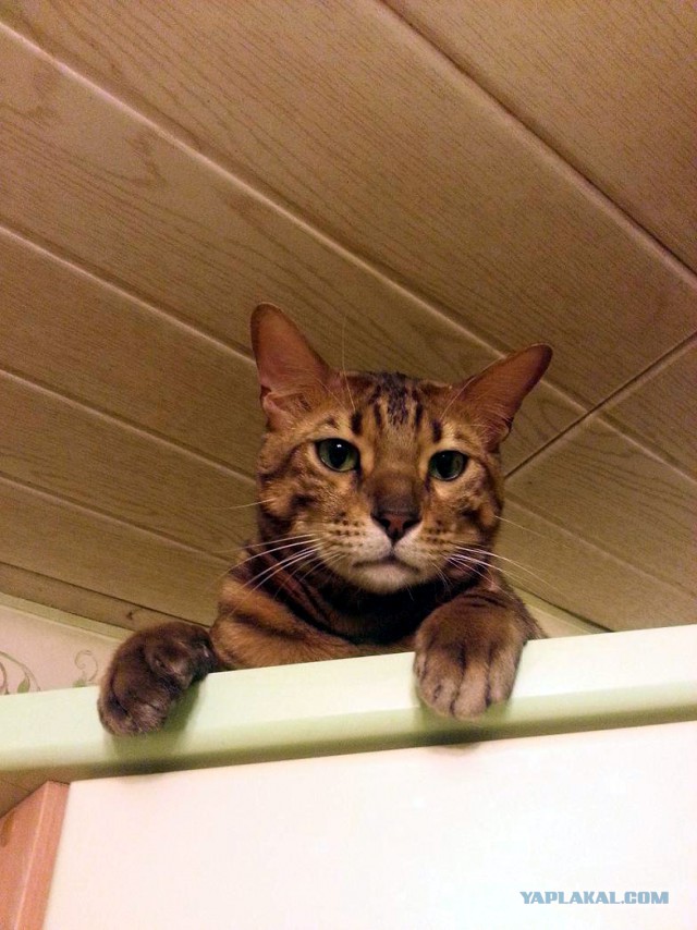 Котовторник 23.12.2014