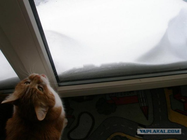 Котовторник 30.12.2014
