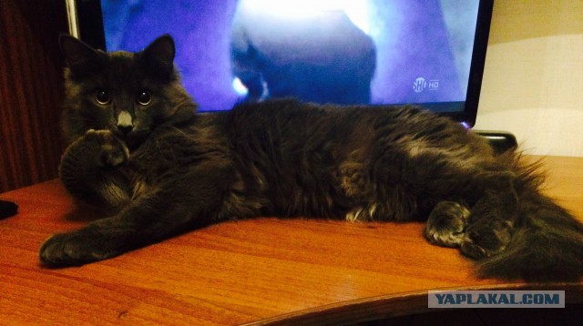 Котовторник 27.01.2015