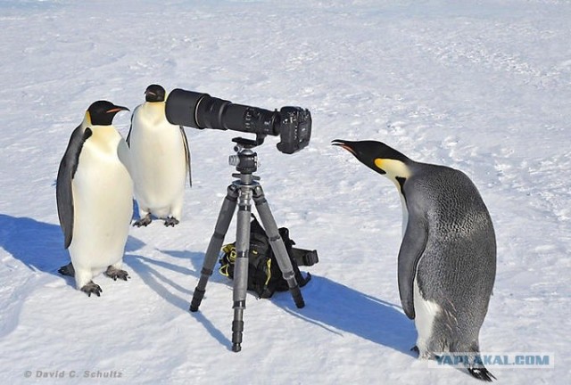 Как получаются такие фотографии