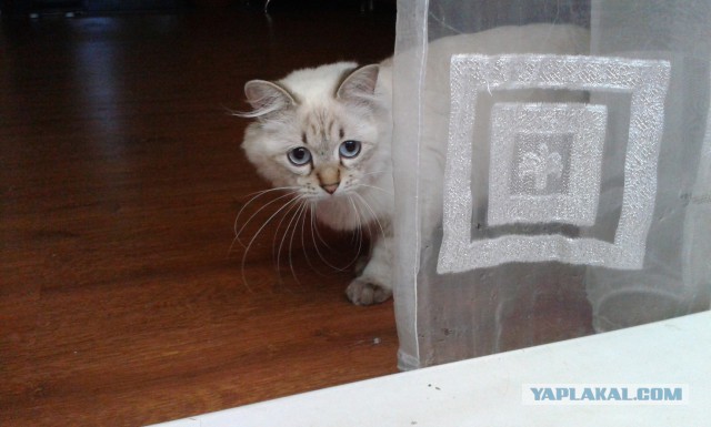 Котовоскресенье