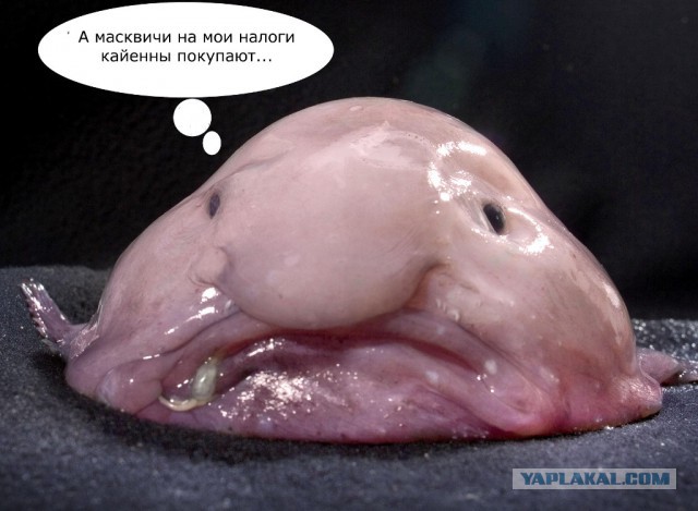 Мифы, говорите ?