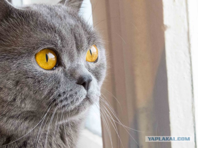 Мейн-куны - котята до старости! Я выбираю вас!