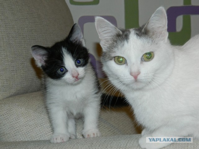 Котовторник 12.03.13