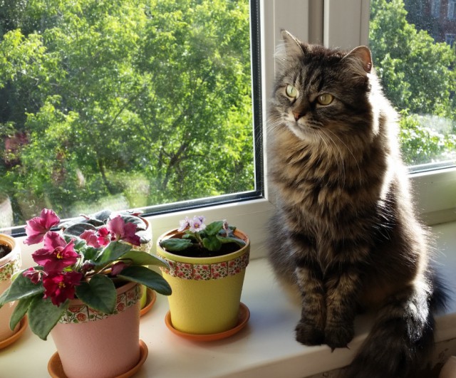 Котовторник