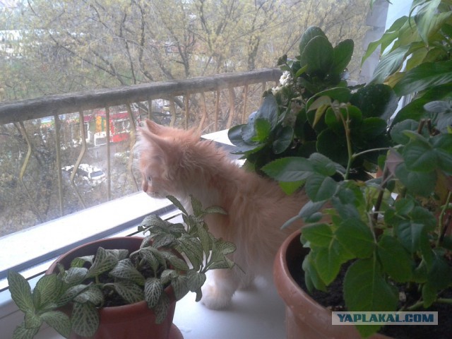 А говорят, мужчины не могут делать ЭТО...