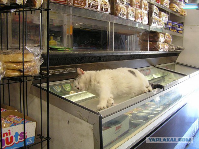 Кототестер или колбасометр