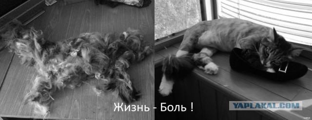 Картинки на пятницу