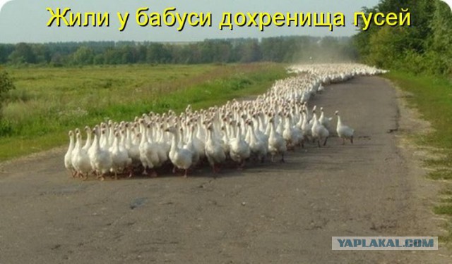 5000 утят, впервые пошли купаться