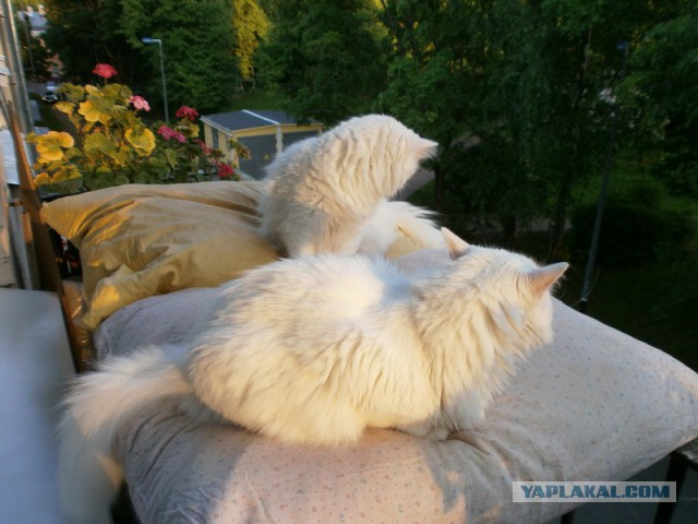 Котовторник 03.11.2015