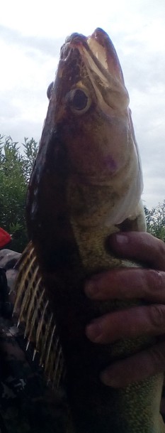 Рыбалка на Русском Севере оз. Воже